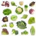Cabbage and green vegetable collection Royalty Free Stock Photo