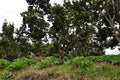 Cabbage grow in fruit ree orchard