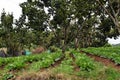 Cabbage grow in fruit ree orchard