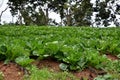 Cabbage grow in fruit ree orchard