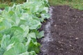 Cabbage growing on garden beds fertilized with ash.