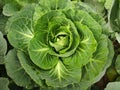 Cabbage growing in a garden patch Royalty Free Stock Photo