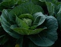 Cabbage growing in Indian tropical agriculture