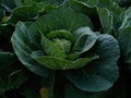 Cabbage growing in Indian tropical agriculture