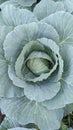 cabbage is growing , organic green leaves Royalty Free Stock Photo
