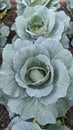 cabbage is growing , organic vegetable Royalty Free Stock Photo
