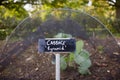 Cabbage Growing Vegetable Garden Royalty Free Stock Photo