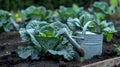 cabbage growing in the vegetable garden with watering can on a sunny day, Generative AI illustrations Royalty Free Stock Photo