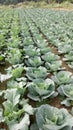 Cabbage grown on the farm land .naturally grown organically.