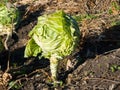 Cabbage grows on a field lit by the evening sun Royalty Free Stock Photo