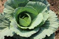 Cabbage grows in the garden Royalty Free Stock Photo