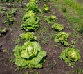 Cabbage grows in the ground in the garden Royalty Free Stock Photo