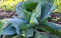 Cabbage grows in the vegetable garden. ripening. gardening. summer, harvest. the process of growing vegetables