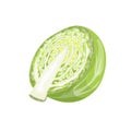 Cabbage. Half of head. Cartoon trendy style. Healthy food. Farm fresh veggie just from the garden. Organic eco vegetable for salad