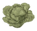 Cabbage hand drawing vintage engraving illustration