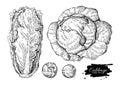 Cabbage hand drawn illustrations set.