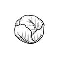 Cabbage hand drawn sketch icon.