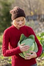 Cabbage harvest