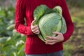 Cabbage harvest