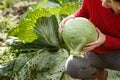 Cabbage harvest