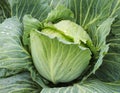 Cabbage head with dew drops