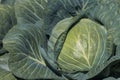 cabbage head with leaves in field Royalty Free Stock Photo