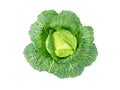 Cabbage head with water drops Royalty Free Stock Photo