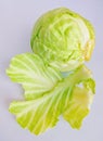 Cabbage head wrapped green-cabbage leafy greens vegetable food band gobi pata gobi brassica oleracea var. capitata stock photo Royalty Free Stock Photo