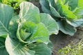 Cabbage growing in field, rural farming in West Bengal, India Royalty Free Stock Photo