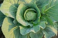 Cabbage growing in field, rural farming in West Bengal, India Royalty Free Stock Photo