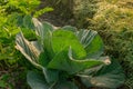 Cabbage growing in field, rural farming in West Bengal, India Royalty Free Stock Photo