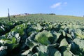Cabbage field on blue sky background