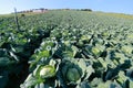 Cabbage field on blue sky background