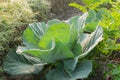 Cabbage growing in field, rural farming in West Bengal, India Royalty Free Stock Photo