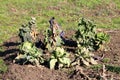 Cabbage or Headed cabbage leafy vegetable crops mixed with Kale or Leaf cabbage cool season plants in local home garden