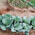 Cabbage home garden oignon