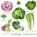 Cabbage Image set