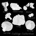 Cabbage Image set