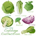 Cabbage Image set on white