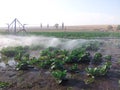 Cabbage irigation Royalty Free Stock Photo