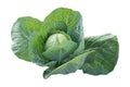 Cabbage isolated Royalty Free Stock Photo