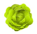 Cabbage isolated white