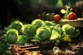 Cabbage kitchen vegetable garden with fresh veget Royalty Free Stock Photo