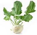 Cabbage kohlrabi