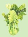Cabbage kohlrabi with green leaves isolated on light background. Brassica oleracea. Organic healthy food. Fresh vegetable