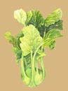 Cabbage kohlrabi with green leaves isolated on light bleige background. Brassica oleracea. Organic healthy food. Fresh vegetable