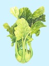 Cabbage kohlrabi with green leaves isolated on light blue background. Brassica oleracea. Organic healthy food. Fresh vegetable