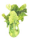 Cabbage kohlrabi with green leaves isolated on white background. Brassica oleracea. Organic healthy food. Fresh vegetable