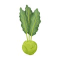 Cabbage of kohlrabi vector icon.Cartoon vector icon isolated on white background cabbage of kohlrabi .