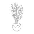 Cabbage of kohlrabi vector icon.Outline,line vector icon isolated on white background cabbage of kohlrabi .